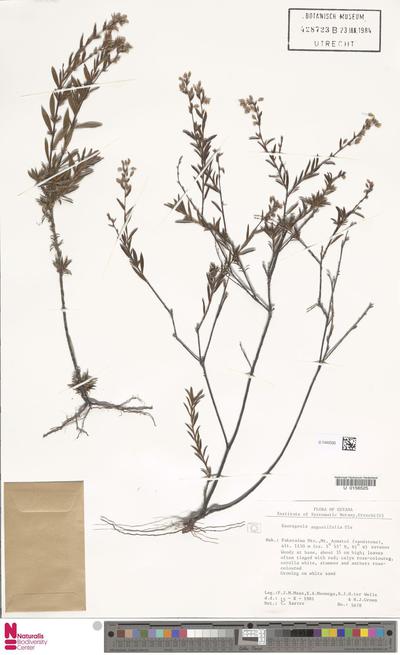 Sauvagesia angustifolia Ule