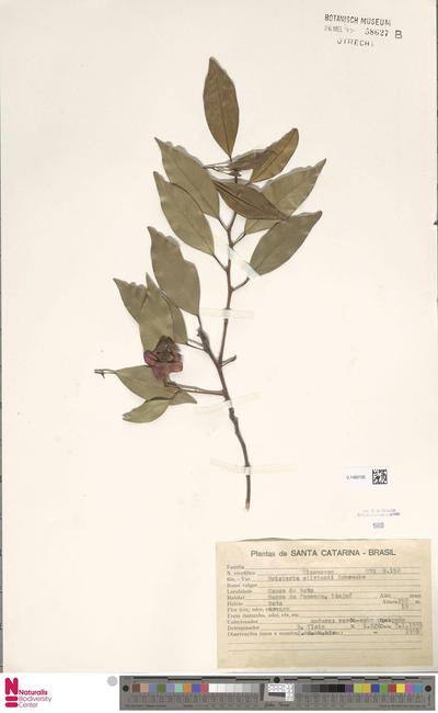 Heisteria silvianii Schwacke