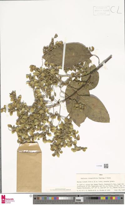 Gallesia integrifolia (Spreng.) Harms