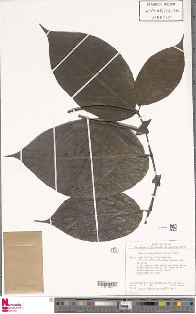 Piper hostmannianum (Miq.) C.DC.