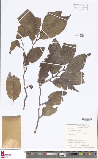 Prunus annularis Koehne