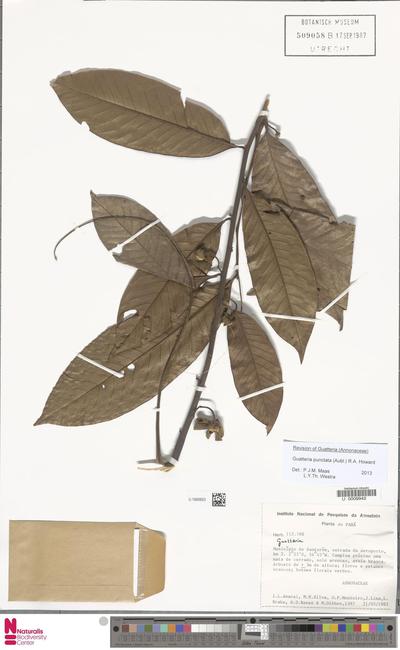 Guatteria punctata (Aubl.) R.A.Howard
