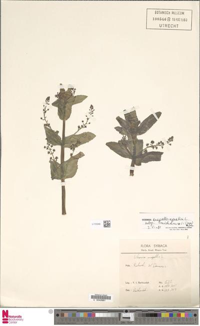 Veronica anagallis-aquatica L. subsp. michauxii (Lam.) Elenevsky