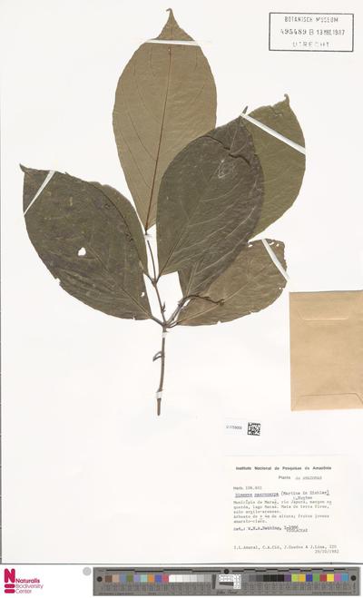 Rinorea macrocarpa (Mart. ex Eichler) Kuntze