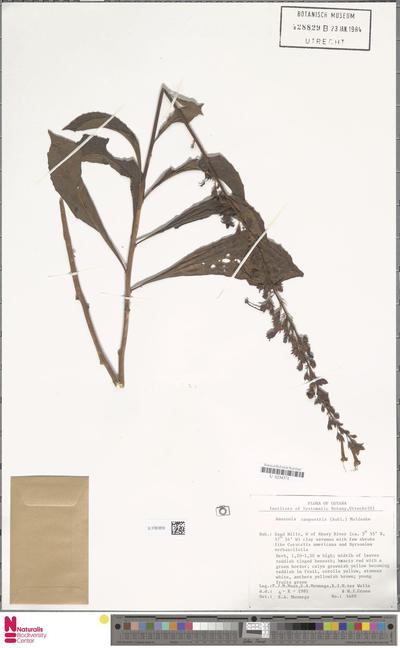 Amasonia campestris (Aubl.) Moldenke