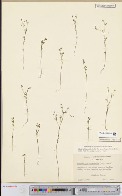 Hesperolinon micranthum (A.Gray) Small