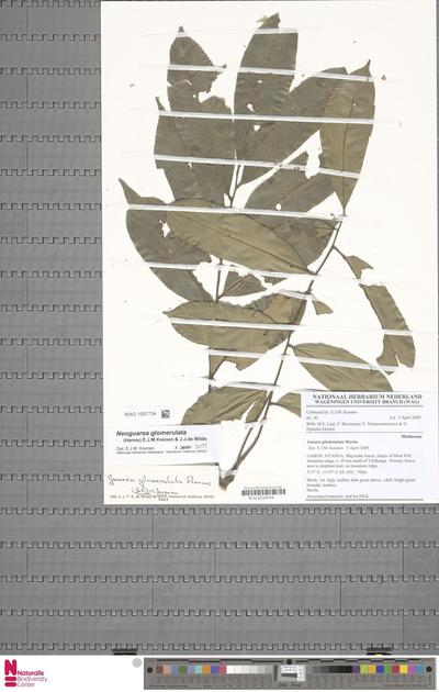 Neoguarea glomerulata (Harms) E.J.M.Koenen & J.J.de Wilde