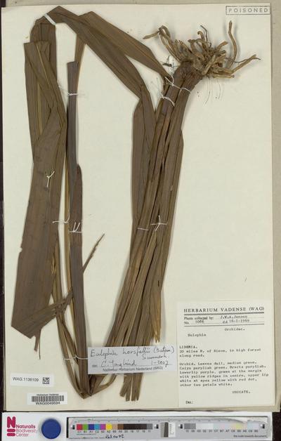 Eulophia horsfallii (Bateman) Summerh.