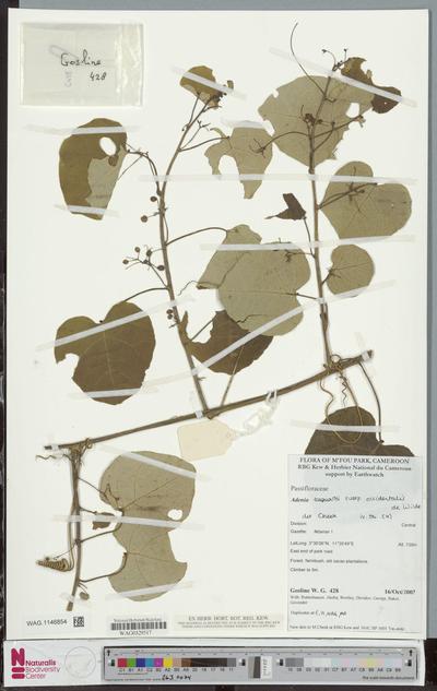 Adenia bequaertii Robyns & Lawalrée subsp. occidentalis W.J.de Wilde