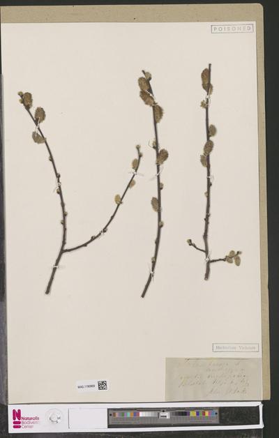 Salix fusca L.
