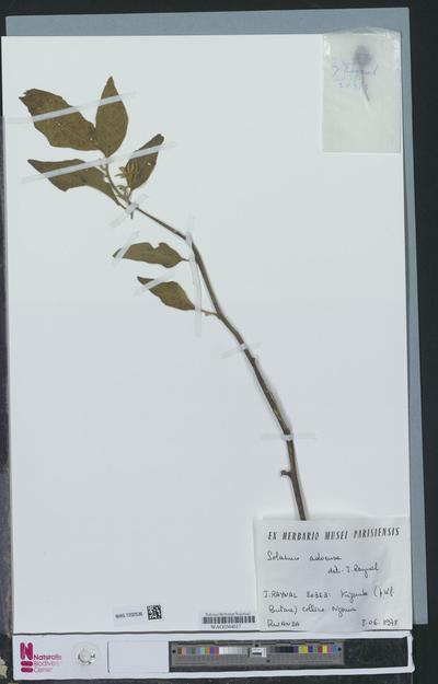 Solanum adoense Hochst. ex A.Braun