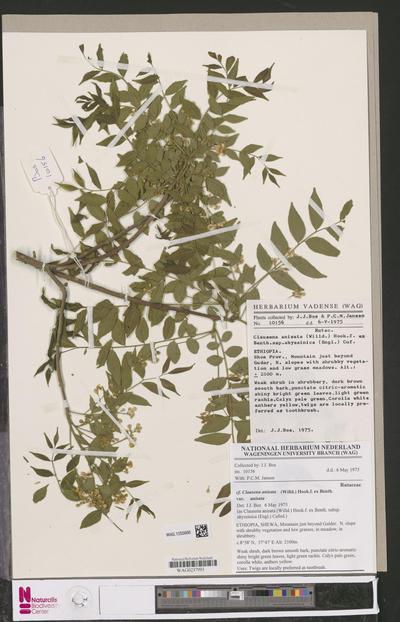 Clausena anisata (Willd.) Hook.f. ex Benth. subsp. abyssinica (Engl.) Cufod.