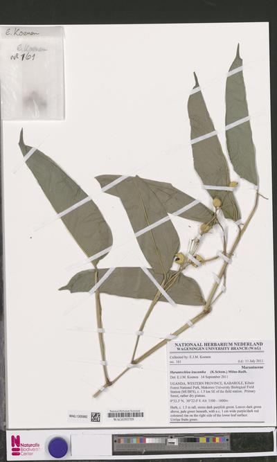 Marantochloa leucantha (K.Schum.) Milne-Redh.
