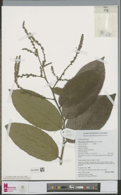Homalium africanum (Hook.f.) Benth.