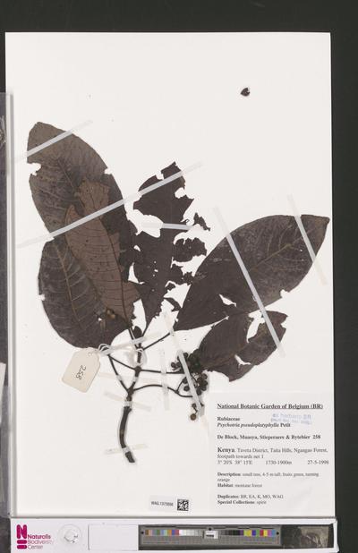 Psychotria pseudoplatyphylla E.M.A.Petit