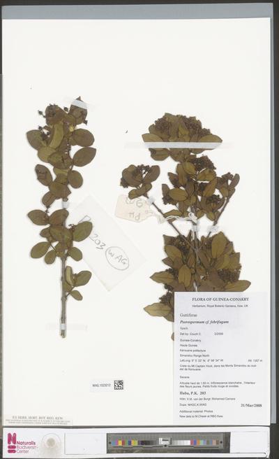 Psorospermum febrifugum Spach