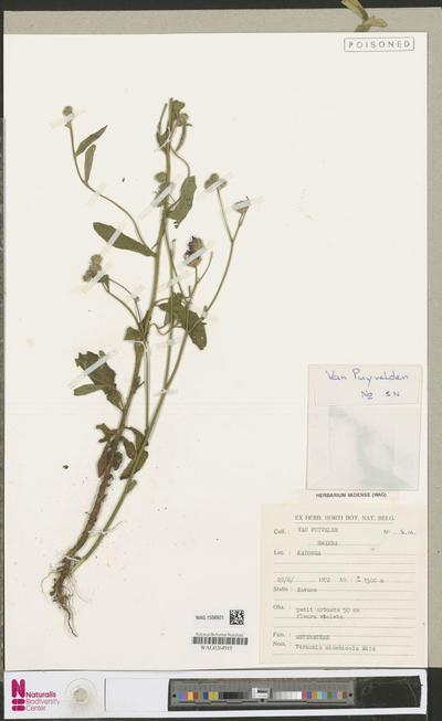 Vernonia miombicola Wild