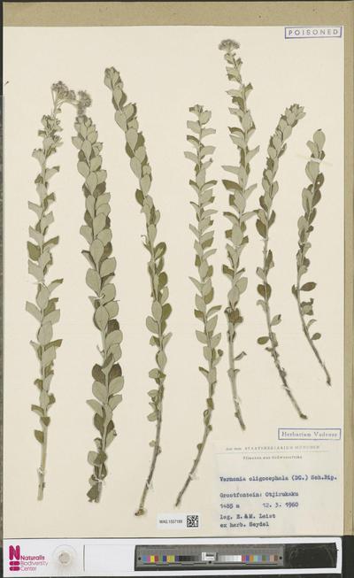 Vernonia oligocephala (DC.) Sch.Bip. ex Walp.