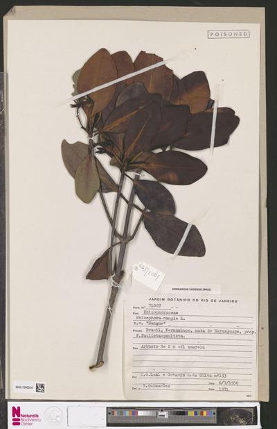 Rhizophora mangle L.