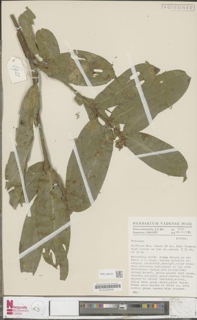 Dracaena viridiflora Engl. & K.Krause