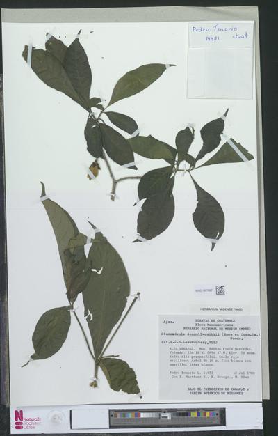 Stemmadenia donnell-smithii (Rose ex Donn.Sm.) Woodson