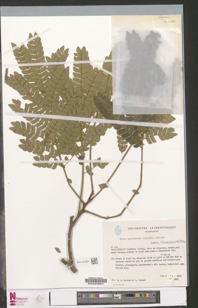 Albizia adianthifolia (Schumach.) W.Wight
