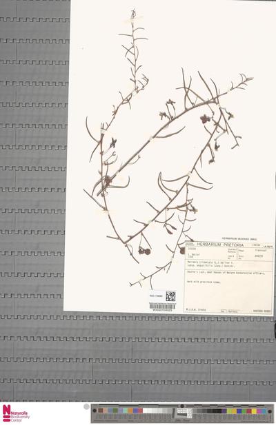Merremia tridentata (L.) Hallier f. subsp. angustifolia (Jacq.) Ooststr.