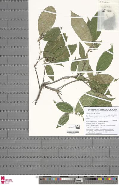 Rinorea subintegrifolia (P.Beauv.) Kuntze
