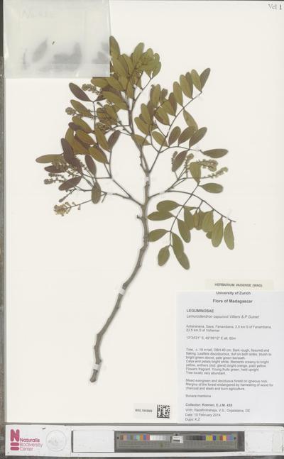 Lemurodendron capuronii Villiers & P.Guinet
