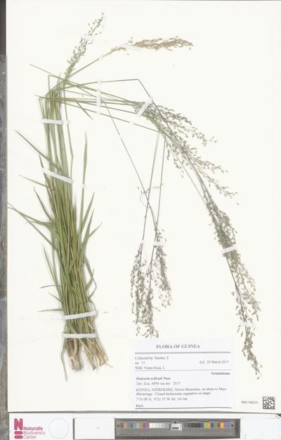 Panicum ecklonii Nees