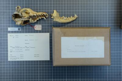 Vulpes vulpes (Linnaeus) skull
