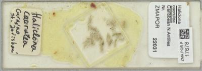 Haliclona (Soestella) caerulea (Hechtel,1965)