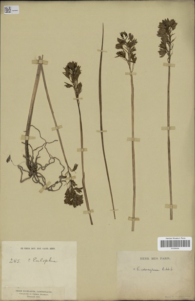 Eulophia odontoglossa Rchb.f.
