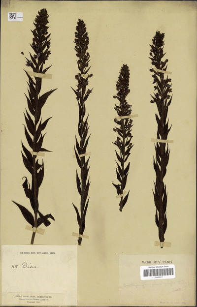 Brachycorythis pleistophylla Rchb.f.