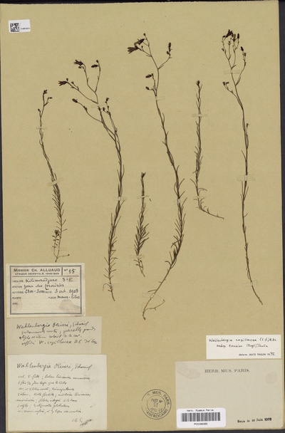 Wahlenbergia capillacea (L.f.) A.DC. subsp. tenuior (Engl.) Thulin