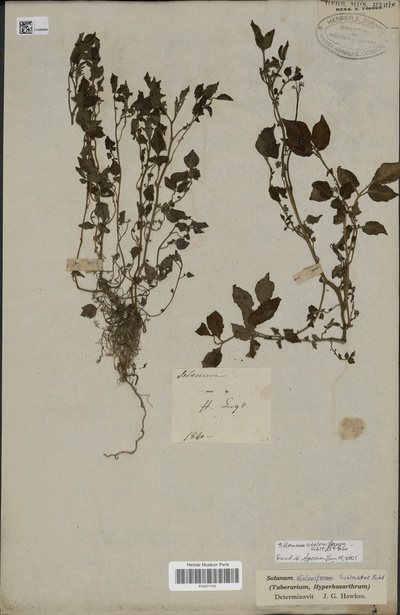 Solanum stoloniferum Schltdl. & Bouché
