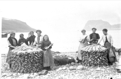 Åtte kvinner arbeider med klippfisktørking på Auna i Kasfjord.