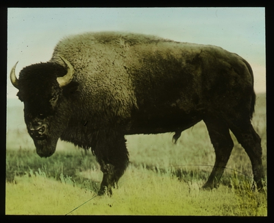 Omnia Bison