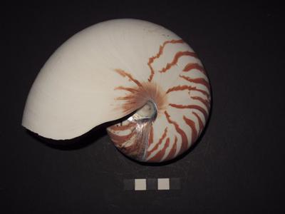 europeana