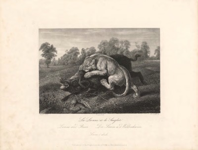 La Lionne et le Sauglier/Liones and Boar/Die Löwin u.d. Wildeschwein/Lioness and wild boar