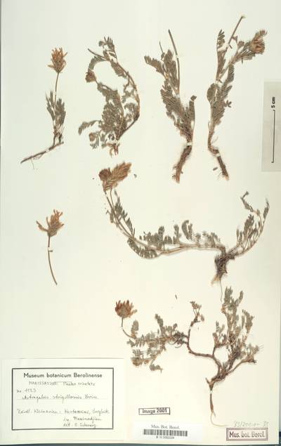 Astragalus strigillosus Bunge