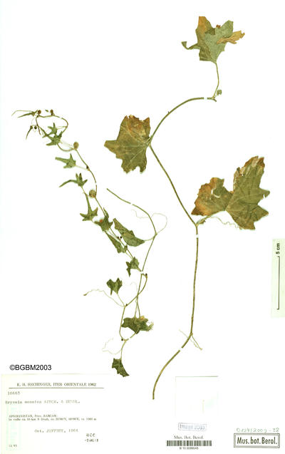 Bryonia monoica Aitch. & Hemsl.
