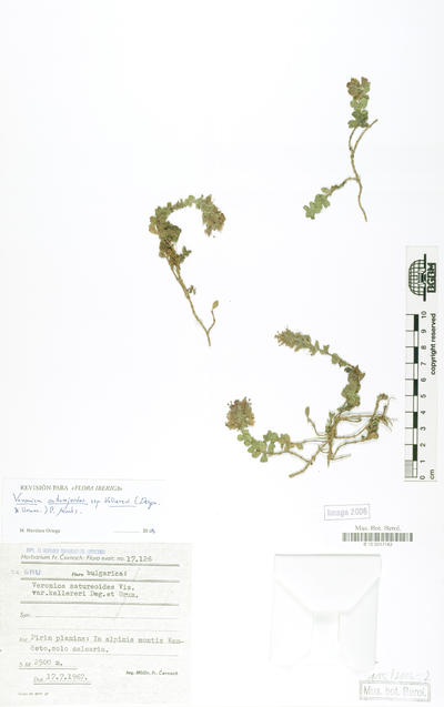 Veronica saturejoides subsp. kellereri (Degen & Urum.) P.Monts.