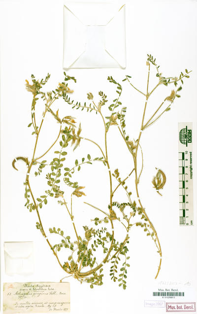 Astragalus peregrinus Vahl subsp. peregrinus