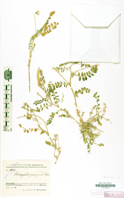 Astragalus peregrinus Vahl subsp. peregrinus
