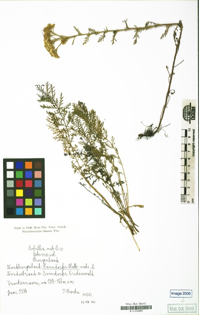 Achillea nobilis L.