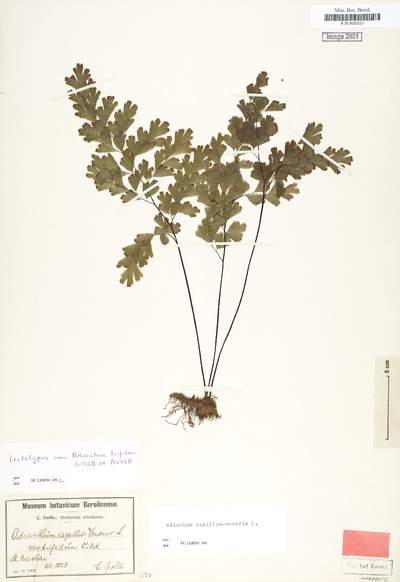 Adiantum capillus-veneris L.Adiantum capillus-veneris var. trifidum (Willd. ex Bolle) MildeAdiantum trifidum Willd. ex Bolle