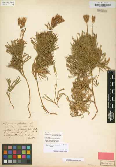 Lycopodium tristachyum PurshDiphasiastrum tristachyum (Pursh) J.HolubLycopodium chamaecyparissus A.Braun ex MutelLycopodium complanatum subsp. chamaecyparissus (A.Braun ex) Milde