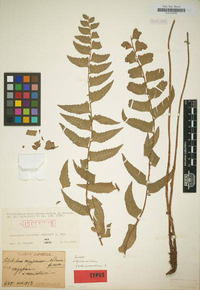 Cyrtomium balansae (H.Christ) C.Chr.Polystichum miyasimense Kodama