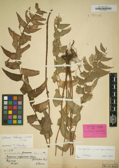 Cyrtomium balansae (H.Christ) C.Chr.Polystichum miyasimense Kodama